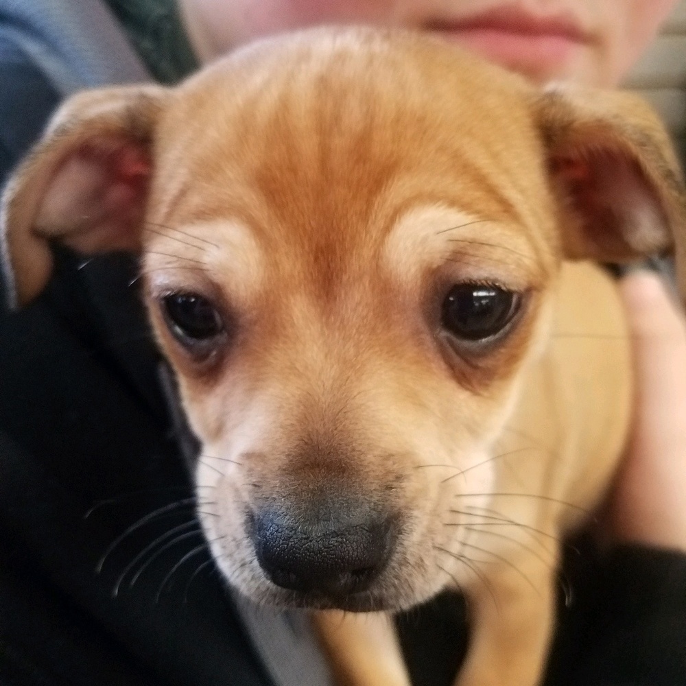 Meet your Posher, Holly